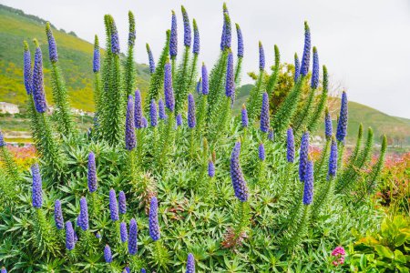 Pride of Madeira ( Echium candicans ), a magnificent conical blue flower spikes. Giant bush in full bloom close-up on the beach in sunny day in California
