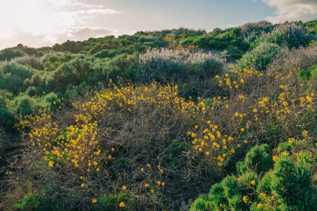 Wilderness area. Shrubs, and wildflowers. Silvery Lupine (Lupinus argenteus), Western Wallflowers bloom in spring, California