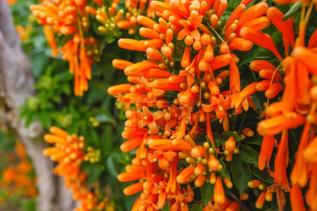 Vibrant tapestry of dense clusters of bright orange flowers adorns the Flame vine (Pyrostegia venusta)