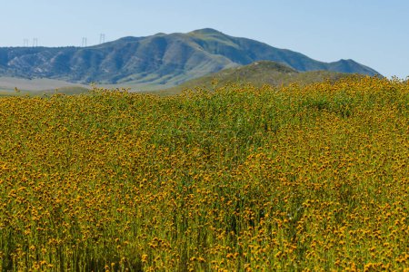 Super Blüte des orangefarbenen Fiddleneck in der Nähe des Soda Lake im Carrizo Plane National Monument, Zentralkalifornien