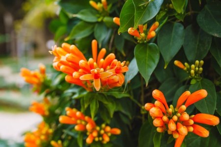 Flame vine (Pyrostegia venusta) showcases its vibrant beauty with dense clusters of bright orange flowers, close-up