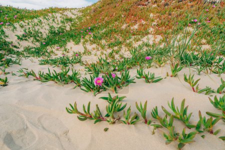 Sea fig or ice plant flowers blooming on the beach. Sand dunes and native plants, California Coastline landscape