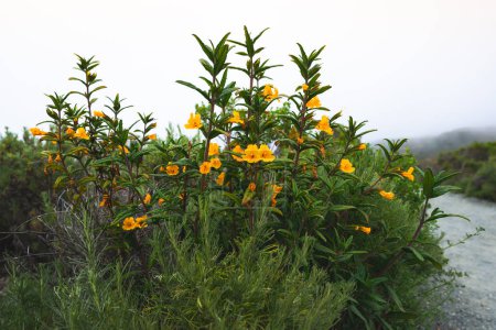 Buschaffenblume, hoher Strauch mit schönen orange-gelben Blüten, Mimulus aurantiacus (Diplacus) in Blüte. Montana de Oro State Park, kalifornische Küste