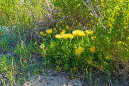 Bright yellow flowers of the succulent plant Pig's-Root (Conicosia pugioniformis) blooming in the desert, California