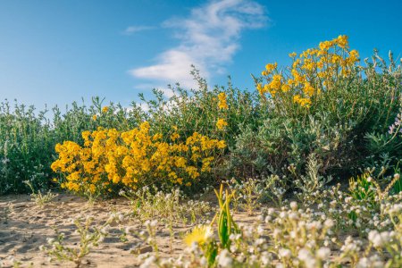 Western Wallflower (Erysimum capitatum), bright yellow wildflowers in bloom in desert area.