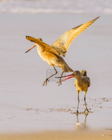 Marbled godwit on the beach at sunset. A close-up portrait of a large shorebird, California Central Coast.