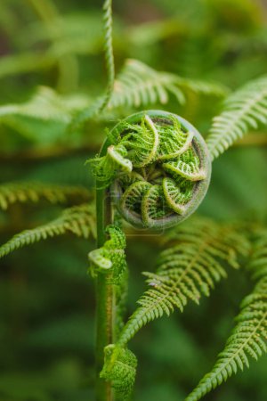 Photo for Nature's spiral, the fern's elegant dance of growth and renewal. - Royalty Free Image