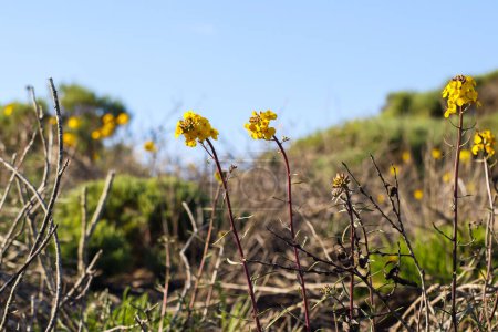 Western Wallflower (Erysimum capitatum), prairie rocket flower, or sanddune wallflower in bloom in desert, California Central Coast
