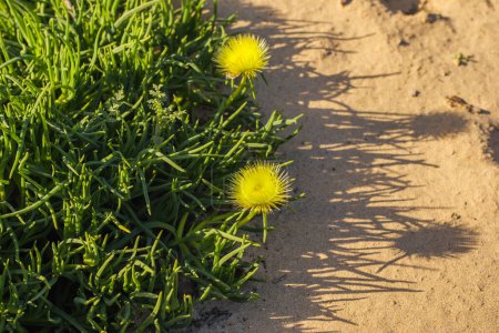 Racine de porc (conicosia pugioniformis), une espèce de plante succulente de la famille des plantes de glace, en fleur avec des fleurs jaune vif, dunes de sable, côte centrale de Californie