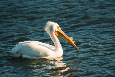 American White pelican. Close-up portrait of a white pelican floating on blue water on the lake at sunset.