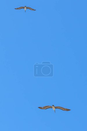 Pelicans gliding in a cloudless sky with wings spread.