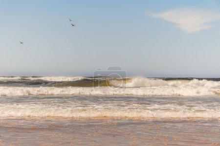 Las olas chocan en una orilla arenosa bajo un cielo despejado, mientras que tres pájaros se elevan por encima.