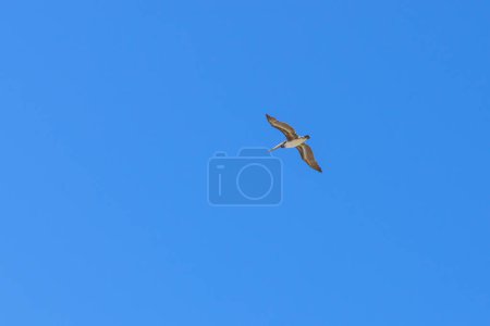 Un pélican vole à travers un ciel bleu clair, ses ailes gracieusement tendues.