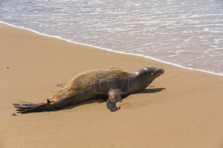 Una foca estira y levanta la cabeza mientras toma el sol en una playa de arena.