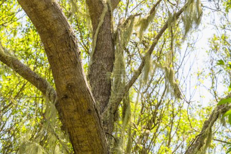 Musgo español cuelga de las ramas de un árbol en un entorno de bosque soleado.