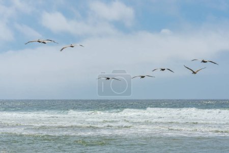 Group of pelicans glides over the ocean, with waves breaking below against a blue sky.