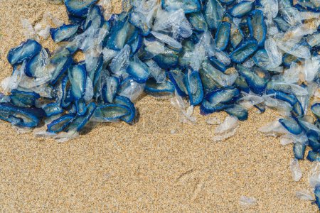 Cluster of blue jellyfish covers a section of sandy beach, their translucent bodies intertwining.