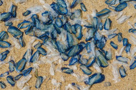 Blue jellyfish washed ashore in large numbers on a sunny beach.