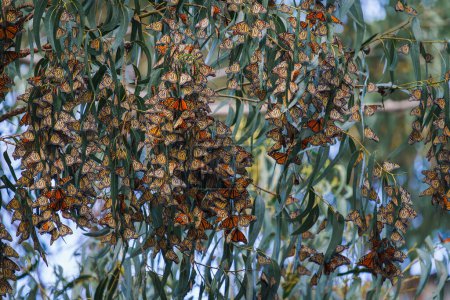 Monarchfalter sammeln sich in den Gliedern majestätischer Eukalyptusbäume. Phänomen der Migration von Monarchfaltern. Pismo Beach Grove, Kalifornien