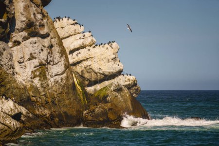 Las aves marinas descansan en los acantilados de rayas blancas con vistas a las olas del océano. Bahía Morro, Costa Central de California