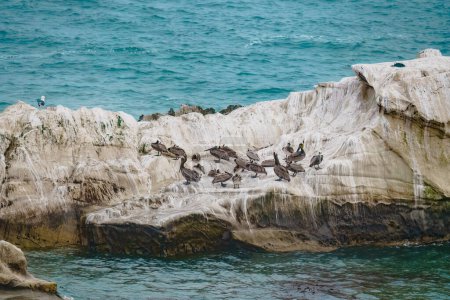 Rocky cliffs in the ocean and flock of brown pelicans on an overcast day, California
