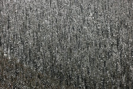 Téléchargez les photos : Winter landscape in Parang mountains, Romania, Europe - en image libre de droit