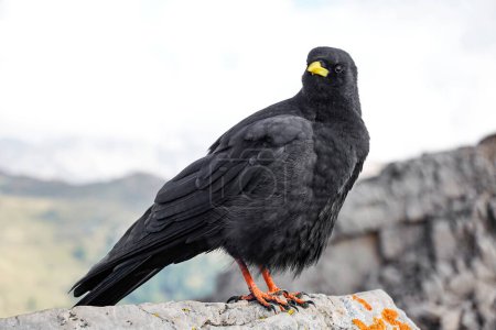 Alpine chough, Pyrrhocorax graculus, a black bird of the crow family, standing on a rock in the Dolomites, Italy