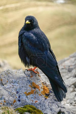 Alpenhuhn, Pyrrhocorax graculus, ein schwarzer Vogel aus der Familie der Krähen, steht auf einem Felsen in den Dolomiten, Italien