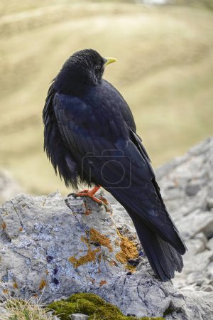 Alpine chough, Pyrrhocorax graculus, a black bird of the crow family, standing on a rock in the Dolomites, Italy