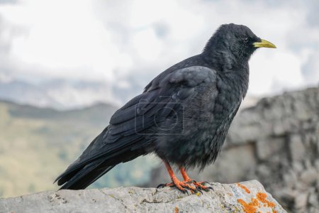Chough alpin, Pyrrhocorax graculus, un oiseau noir de la famille des corneilles, debout sur un rocher dans les Dolomites, Italie