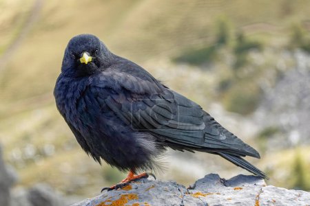 Alpenhuhn, Pyrrhocorax graculus, ein schwarzer Vogel aus der Familie der Krähen, steht auf einem Felsen in den Dolomiten, Italien