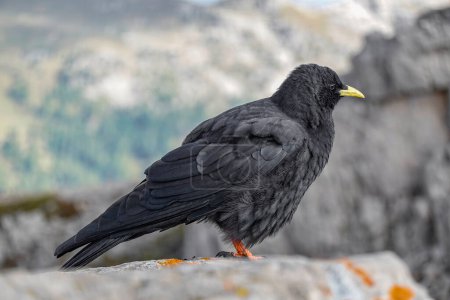 Tos alpina, Pyrrhocorax graculus, un ave negra de la familia de los cuervos, de pie sobre una roca en los Dolomitas, Italia