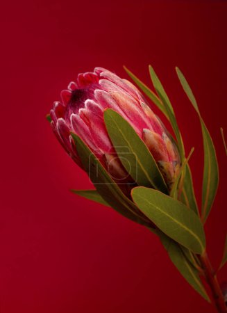 Beautiful Protea Flower against a red background. Blooming Pink King Protea Plant. Exotic African Flower Close-up. Floral Theme Banner.