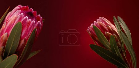 Beautiful Protea Flower against a black background. Blooming Pink King Protea Plant. Exotic African Flower Close-up. Floral Theme Banner.