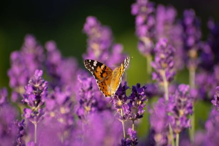 Foto de Beautiful summer Floral Background with a Gentle Butterflies on Lavender Flowers. Nature Scene Background.. - Imagen libre de derechos