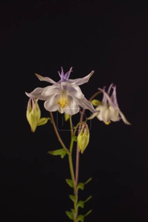 Photo for Beautiful White Aquilegia glandulosa flowers against a dark background. Floral wallpaper with aquilegia. - Royalty Free Image