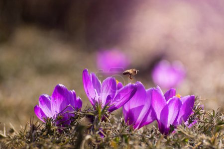 Schöne Krokusse blühen als erste Zwiebeln. Gruppe von blühenden lila Blumen, gut zur Grußkarte der Saison.
