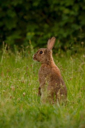 Téléchargez les photos : Cute Wild Brown Rabbit Walking in the green field on a sunny spring day. Adorable wild bunny in the spring meadow. - en image libre de droit
