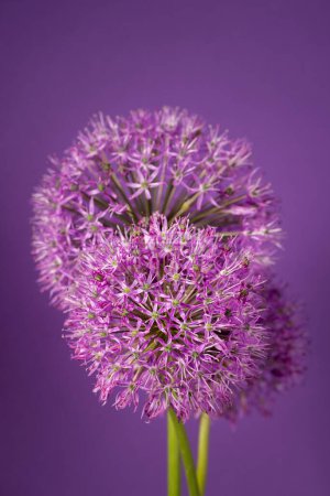 Schöne lila Allium Giganteum Blütenkopf auf einem violetten Hintergrund. Lebendige blumige Kugeln aus dekorativen Zwiebelblumen. Frühling saisonale Hintergrundbilder.