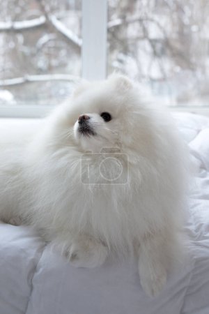 Photo for Pomeranian Dog White Adorable and Fluffy. Close up portrait of a pet - Royalty Free Image