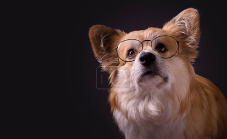 smart Corgi wearing glasses. Welsh Corgi Pembroke Portrait. Adorable Fluffy Corgi against a black background. Low Key Pet Portrait