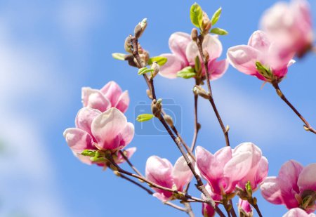 Téléchargez les photos : De beaux magnolias fleurissent au printemps. Jentle magnolia fleur contre la lumière du coucher du soleil. Romantique fond floral tonique créatif. - en image libre de droit