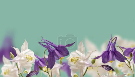 Schöne weiße und lila Blüten der Aquilegia glandulosa auf einem Frühlingsbanner mit Kopierraum. Florale Tapete mit Aquilegia.