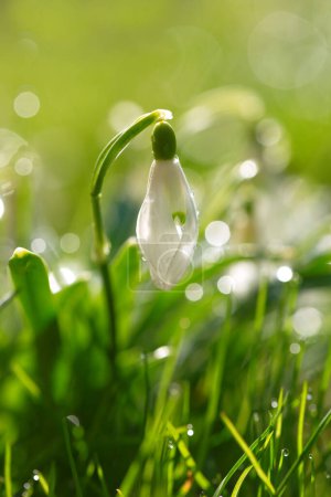 Soft focused macro snowdrops spring first oniony. Beautiful group of blooming white flowers, good for seasonal greeting postcard.