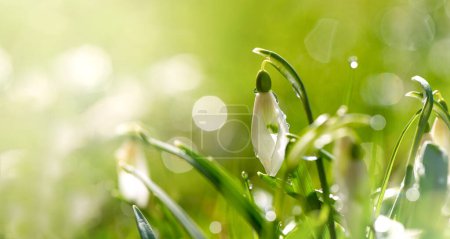 Las macrogotas de nieve suaves enfocadas primavera primera cebolla. Hermoso grupo de flores blancas en flor, bueno para la postal de felicitación de temporada.