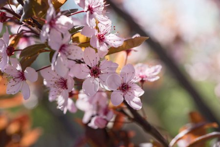 Beautiful pink flowers of bloom plum tree against evening sunset light and blurred bokeh. Spring seasonal floral background. Plum blossoming close up. Romantic Floral background