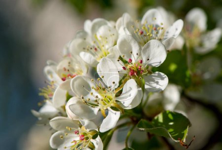 White flowers of a pear tree in the spring garden. Spring seasonal floral background with soft pear flowers. Close up Botanical photo.