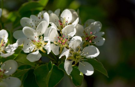 White flowers of a pear tree in the spring garden. Spring seasonal floral background with soft pear flowers. Close up Botanical photo.