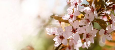 Beautiful pink flowers of bloom plum tree against evening sunset light and blurred bokeh. Spring seasonal floral background. Plum blossoming close up. Romantic Floral background