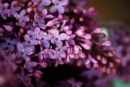 Macro shot of bright violet lilac flowers. Abstract romantic floral background.